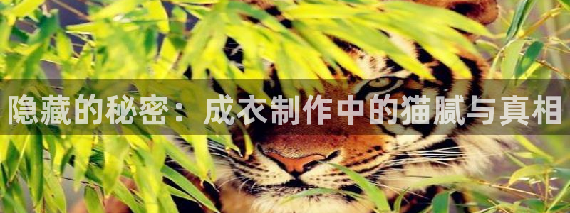 天辰娱乐75775